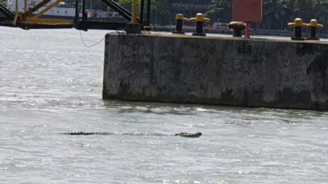 Teror Buaya di Perairan Cilacap, Nelayan Harap Hati-hati - GenPI.co