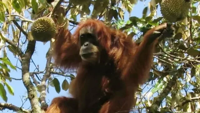 Indonesia Miliki Spesies Mamalia Terbanyak Dunia, Tapi… - GenPI.co