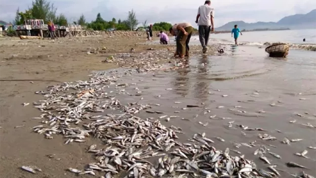Fenomena Ikan Mati Massal di Aceh, Karena Apa? - GenPI.co