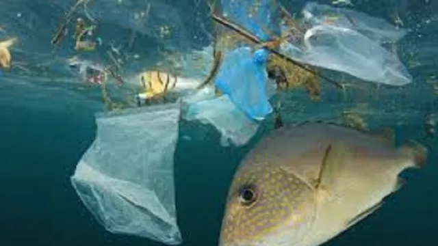 Hasil Penelitian, Kita Mengonsumsi Ikan Mengandung Plastik - GenPI.co