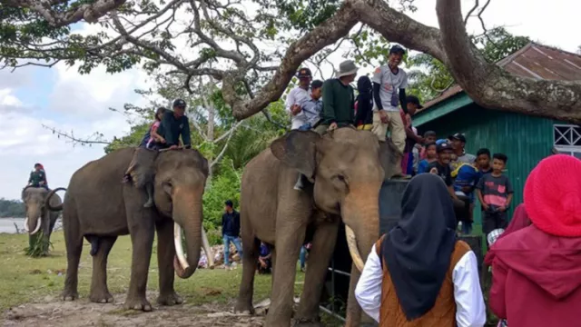 Libur Lebaran, Saatnya Bermain dengan Gajah di Seblat Bengkulu - GenPI.co
