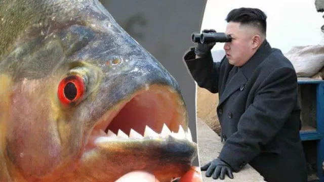 Terduga Makar di Korut, Dilempar ke Ikan Piranha oleh Kim Jong Un - GenPI.co