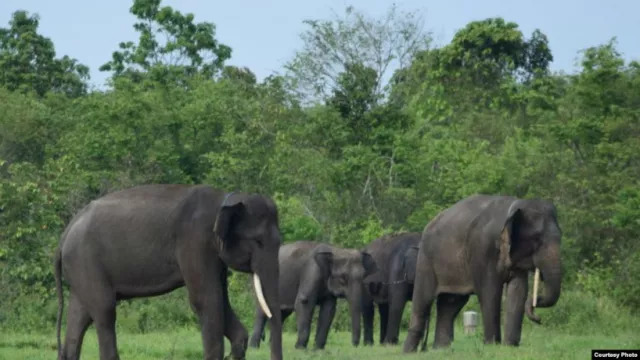 Kantong Banyak yang Rusak, Gajah Sumatera Berpotensi Punah! - GenPI.co