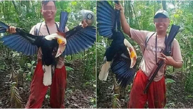 KLHK Kejar Pemburu Rangkong, Hukuman 5 Tahun Menanti - GenPI.co