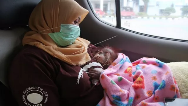 Aksi Penyelundupan Orangutan dan Luwak Digagalkan Petugas - GenPI.co Aksi Penyelundupan Orangutan dan Luwak Digagalkan Petugas - GenPI.co