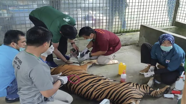 Harimau Inung Rio yang Terjerat di Hutan Pelalawan Riau Mati - GenPI.co