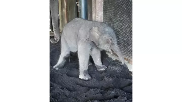 Kabar Gembira! Seekor Gajah Jantan Baru Saja Lahir di Jatim Park - GenPI.co