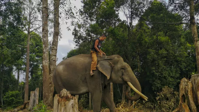Viral Turis Gemes ke Gajah, Digampar Pake Belalai Sampai Mental - GenPI.co