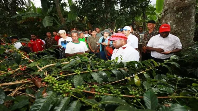 Sajian Kopi Wamena Hangatkan Festival Lembah Baliem Papua - GenPI.co