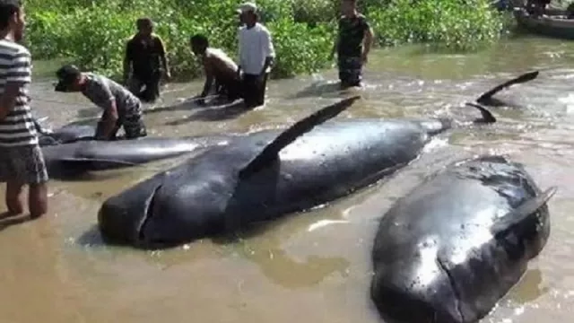 Duh, Puluhan Ikan Paus Ditemukan Mati - GenPI.co