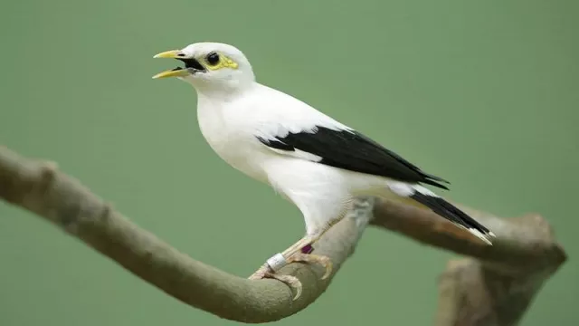 6 Jenis Burung Ini di Jakarta Nyaris Punah - GenPI.co