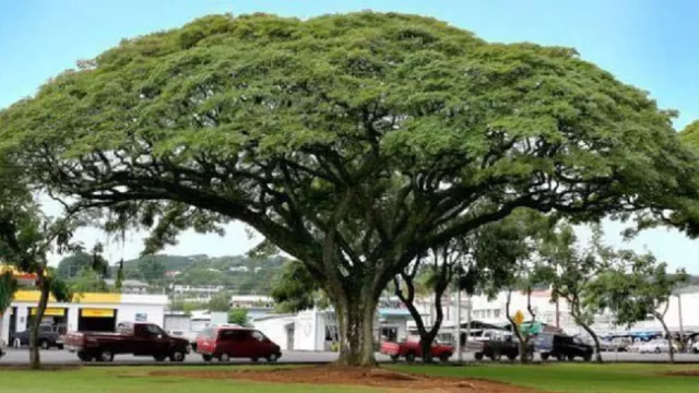 Pohon Trembesi Mampu Serap Co2 dalam Jumlah Besar - GenPI.co