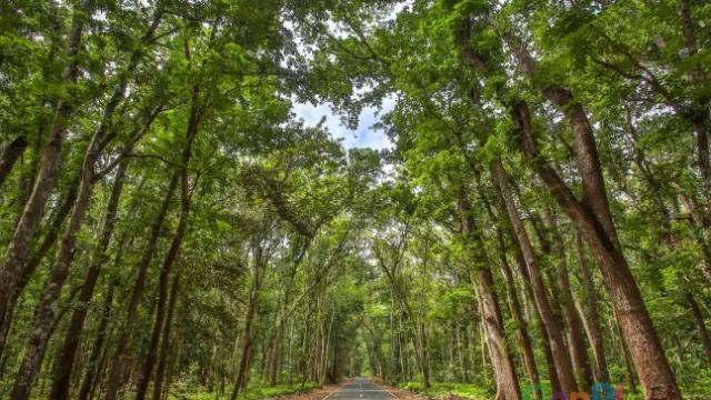 Menyusuri TN Alas Purwo, Geopark Banyuwangi yang Dihuni Ratusan Flora dan Fauna - GenPI.co