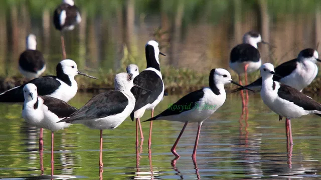 Gagang Bayam Timur, Burung Cantik Penghuni Limboto - GenPI.co