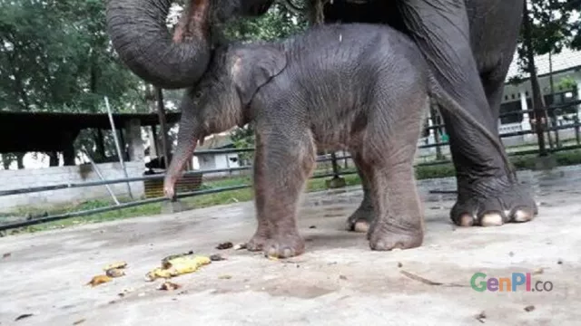 Imutnya Bayi Gajah di PLG Way Kambas - GenPI.co