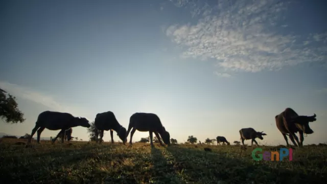 Begini Nuansa ala Afrika di Savana Doro Ncanga - GenPI.co