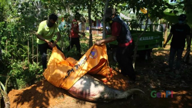 Miris, Dugong Ditemukan Mati Tanpa Kepala di Kepulauan Riau - GenPI.co