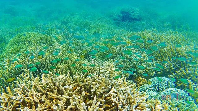 Ini Spot Keren Snorkeling di Lombok untuk Referensi Libur Lebaran - GenPI.co