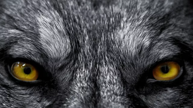 Serem, Populasi Serigala di Perancis Melonjak - GenPI.co