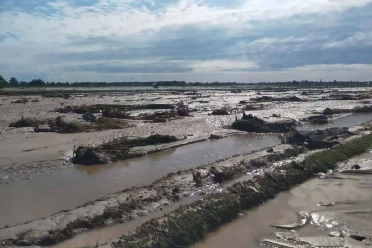 386 Hektare Lahan Terdampak Bencana Banjir Di Parigi Moutong - GenPI.co