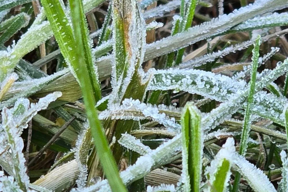 Dieng Beku! Suhu Turun hingga -2 Derajat Celsius, Embun Upas Muncul