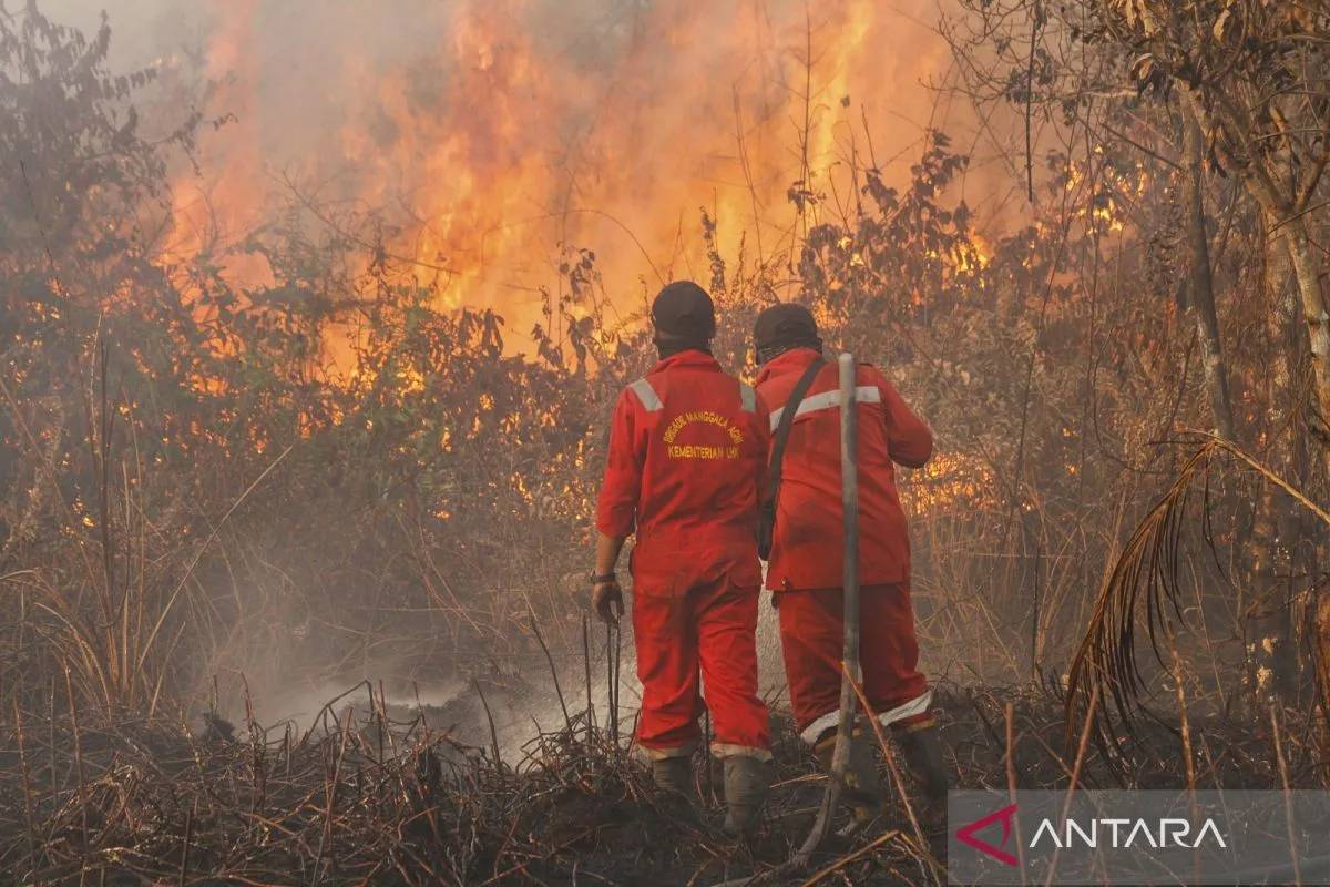 12 Wilayah di Riau Dilanda Karhutla, Luasan Terbesar Sepanjang 2025