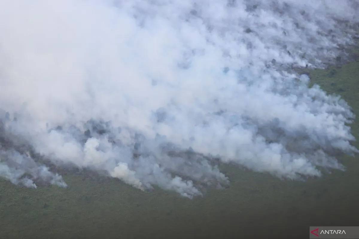 8.500 Hektare Hutan Indonesia Terbakar, Hampir 100% Akibat Ulah Manusia