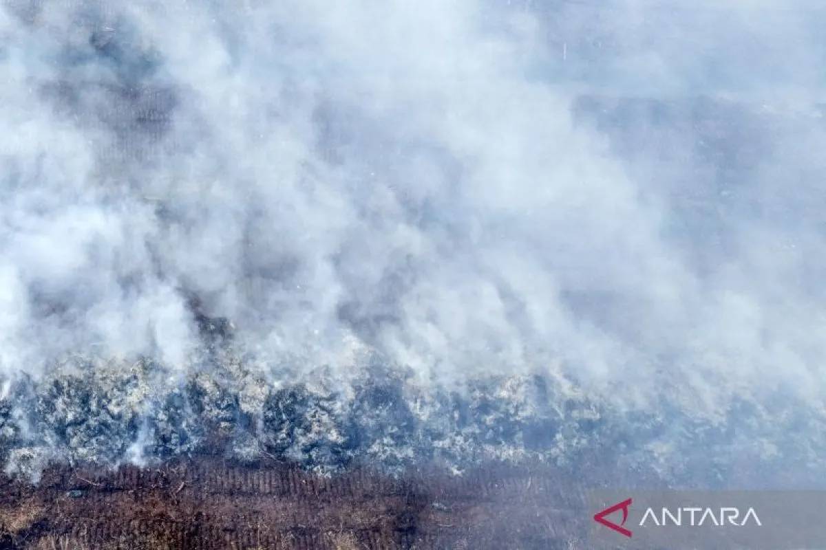 Lahan Gambut 264 Hektare di Jambi Terbakar, Pemadaman Terkendala Air dan Medan