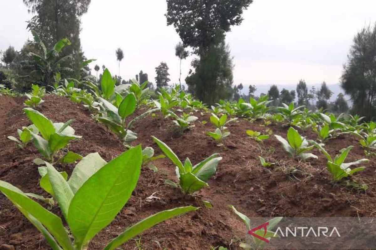 Gerindra Kritik PP yang Memberatkan Petani Tembakau, Sebut Negara Bisa Defisit
