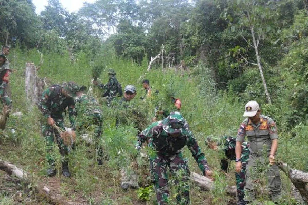 30.000 Tanaman Ganja Ditemukan di Mandailing Natal, Langsung Dimusnahkan