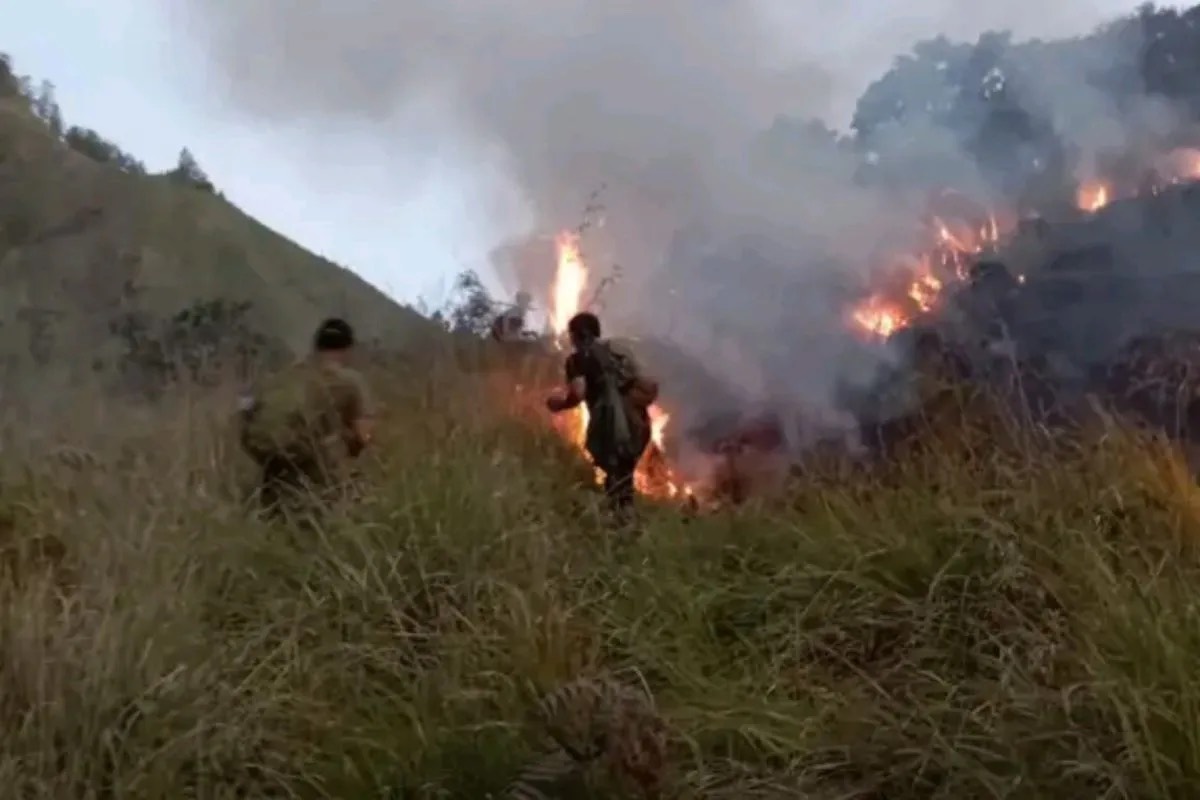 Api Lalap 70 Hektare Savana di Taman Nasional Gunung Rinjani, Vegetasi Rusak