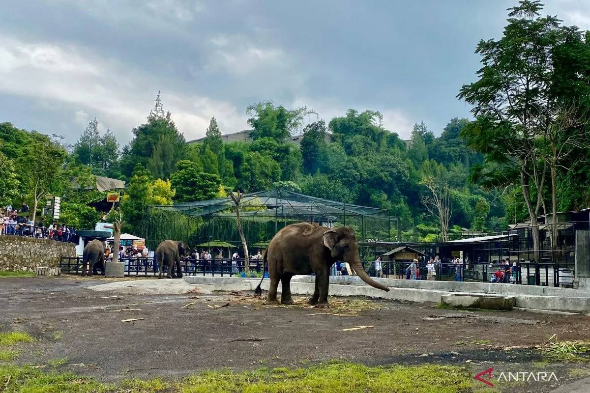 Heboh Macan Tutul Lepas, Lembang Park and Zoo Tutup Sementara: Kami Sterilisasi