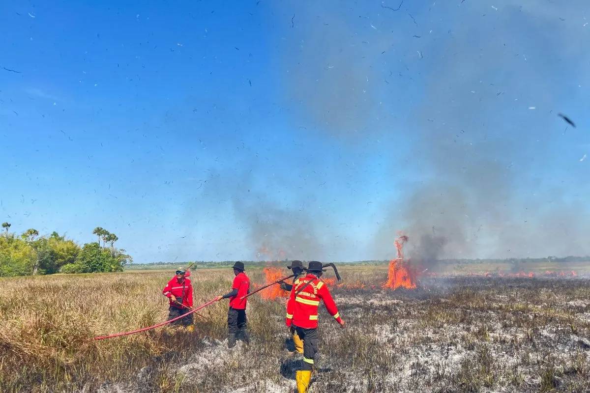 201 Ha Lahan TN Rawa Aopa Watumohai Terbakar, Didominasi Alang-Alang