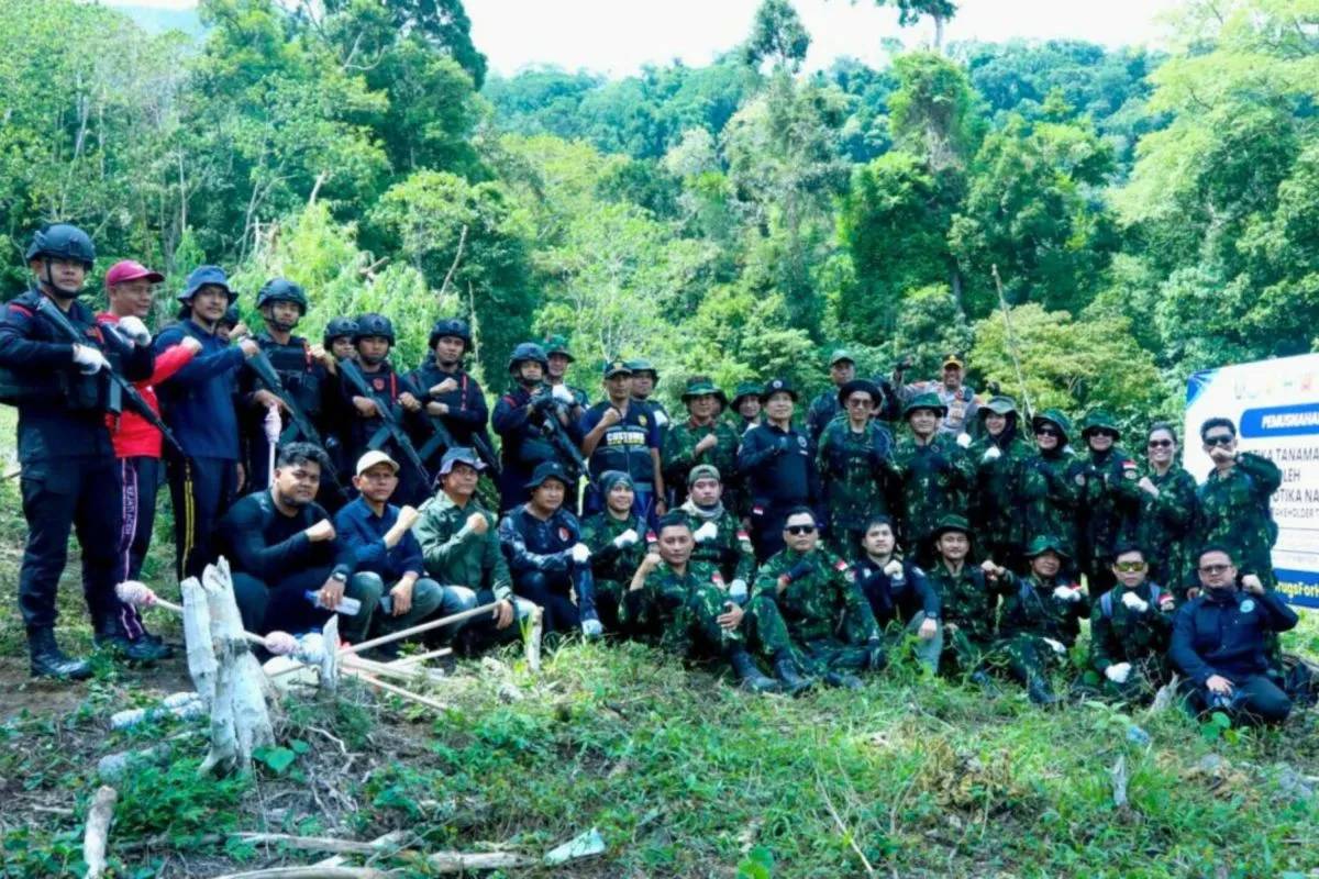 5.000 Batang Pohon Ganja di Aceh Besar Dimusnahkan, BNN: Aceh Titik Rawan