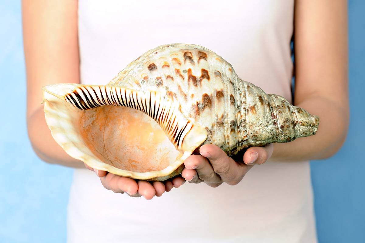 Tiup Kerang Bisa Atasi Gangguan Tidur, Harapan Baru bagi Penderita OSA