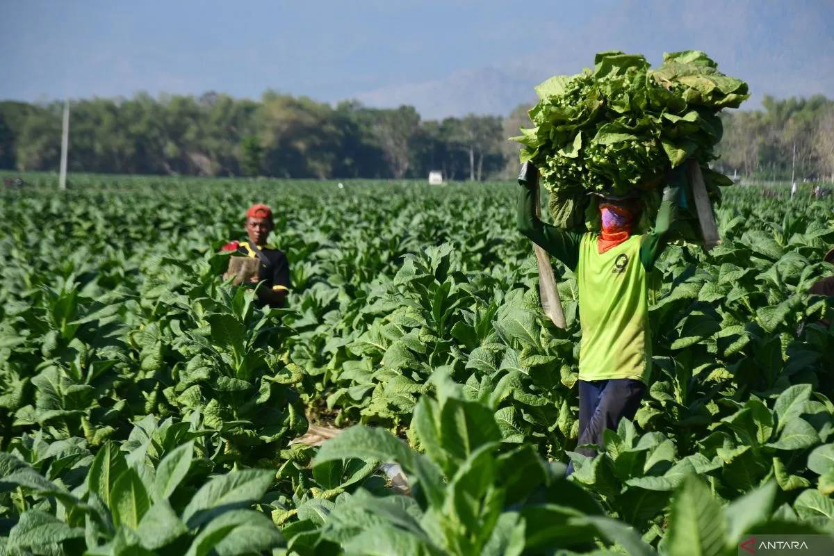 Tarif Cukai Rokok Tak Naik, Pemerintah Siapkan Kawasan Industri Tembakau