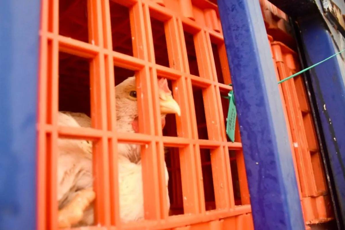 Indonesia Ekspor Ayam Hidup Senilai Rp1,8 Miliar ke Singapura, Berkualitas dan Diakui