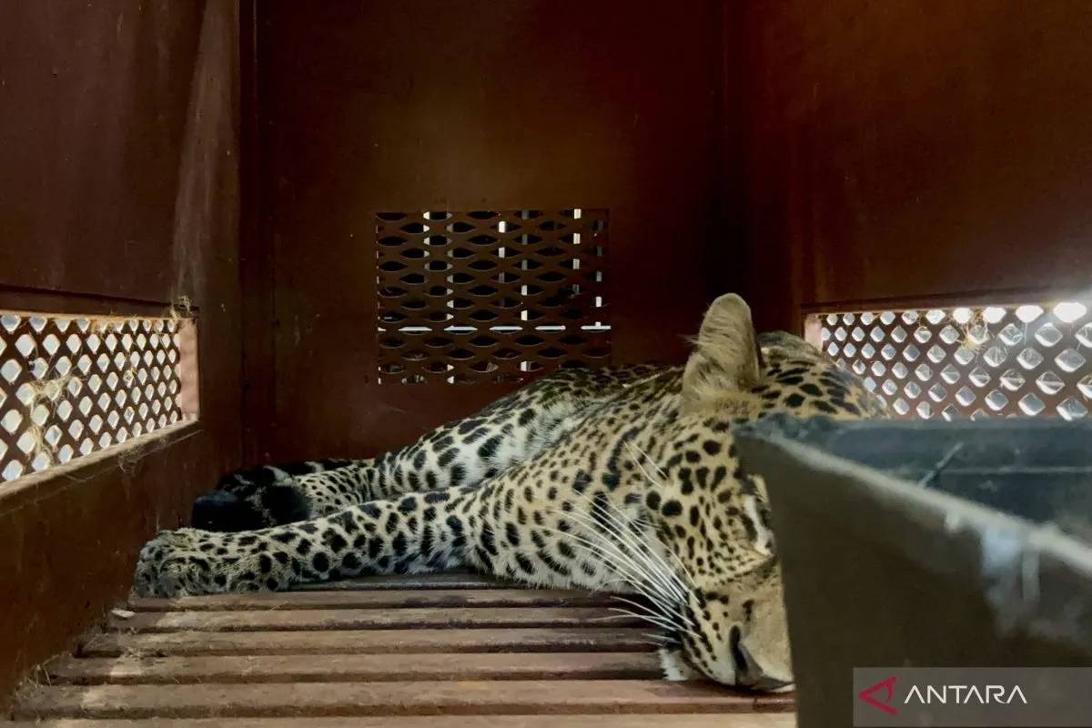 Heboh! Macan Tutul Masuk Hotel di Bandung, Kini Direhabilitasi di Sukabumi