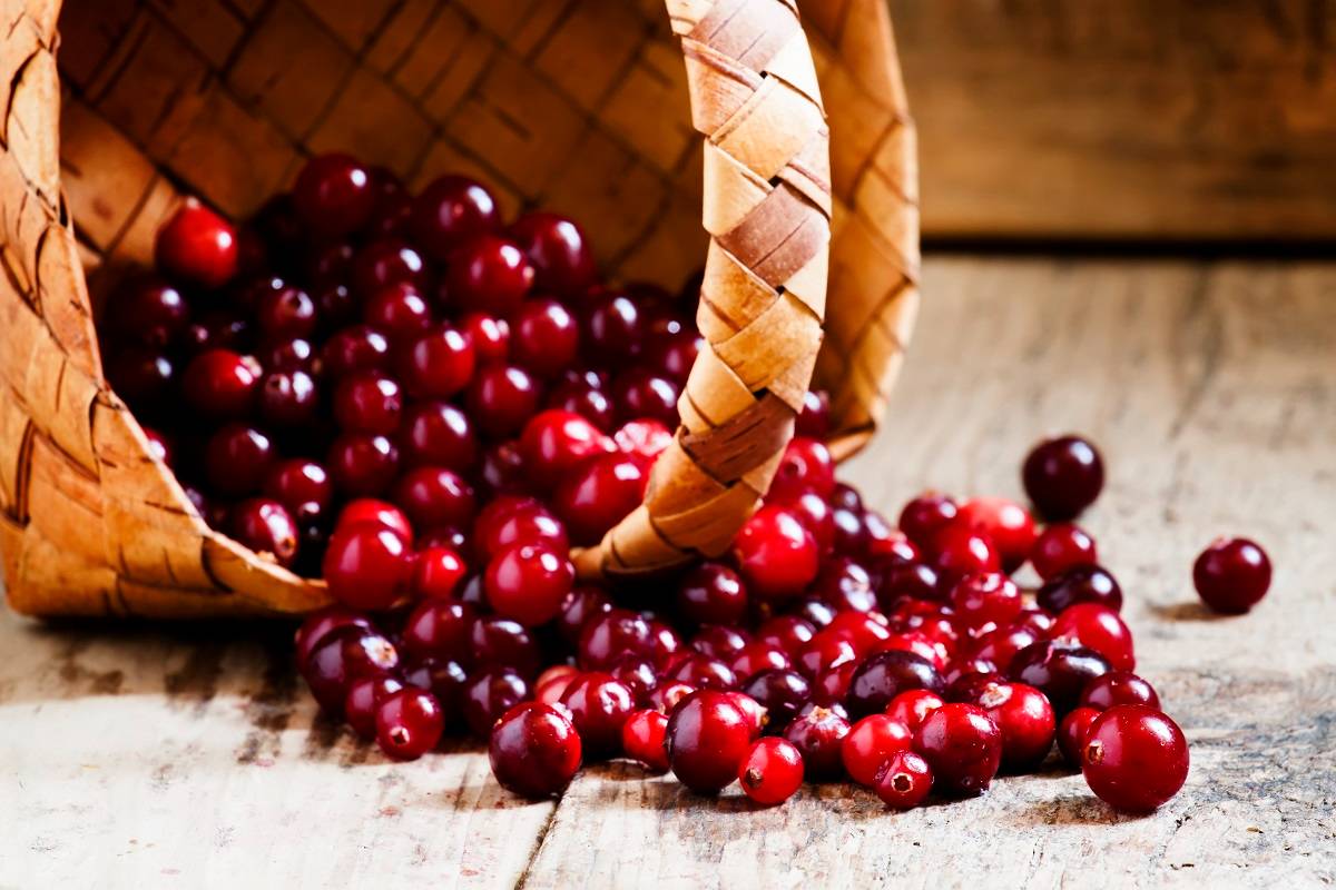 3 Manfaat Minum Jus Cranberry Setiap Hari, Terbukti Sehat