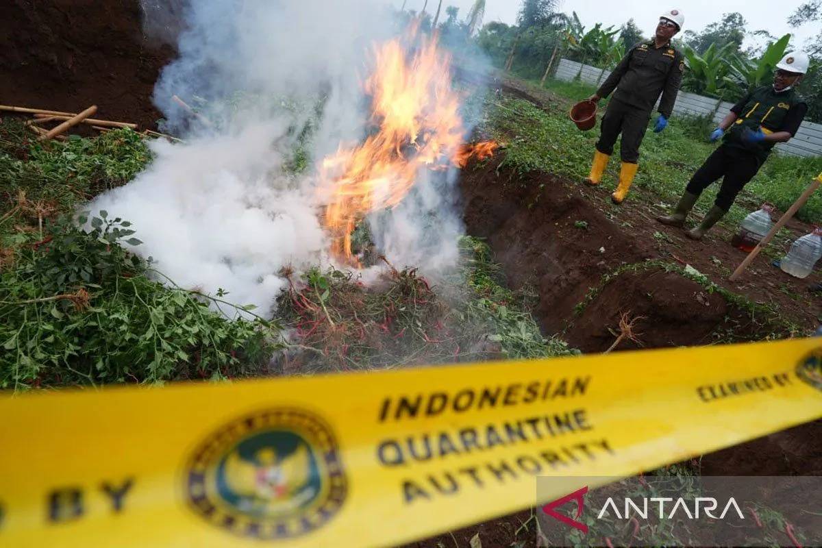 Tanaman Cabai & Mentimun di Purwakarta Terinfeksi Bakteri Asal Tiongkok Dimusnahkan
