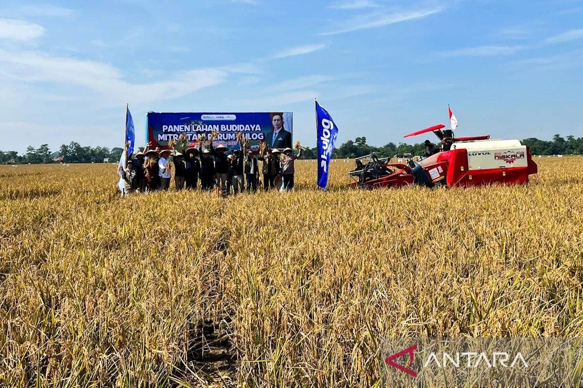 Stok Beras Capai 3,8 Juta Ton, Bulog: Pasokan Aman dan Harga Stabil untuk Nataru