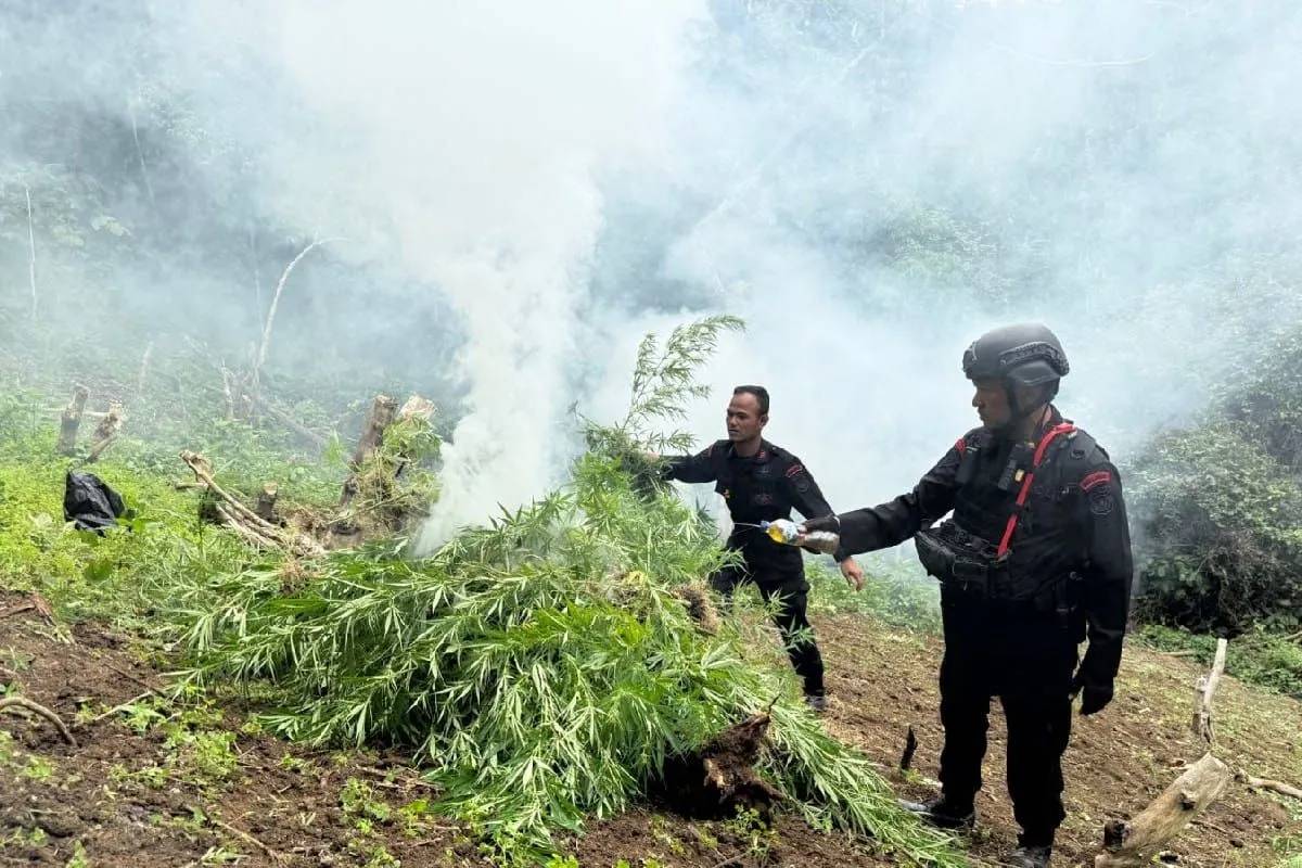 Ladang Ganja 10 Hektare di Perbukitan Mandailing Natal Ditemukan dan Dimusnahkan