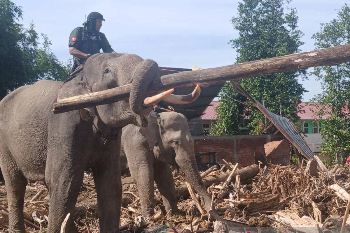 Tak Bisa Masuk Alat Berat, 4 Gajah Jinak Bantu Bersihkan Sisa Banjir Pidie Jaya
