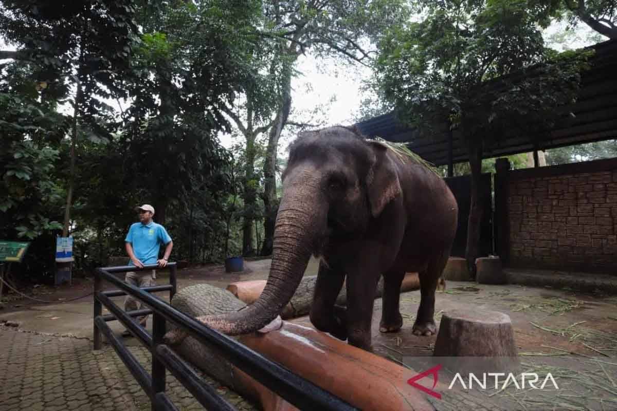Manajemen Bermasalah, Bandung Zoo Belum Dioperasikan Saat Libur Tahun Baru