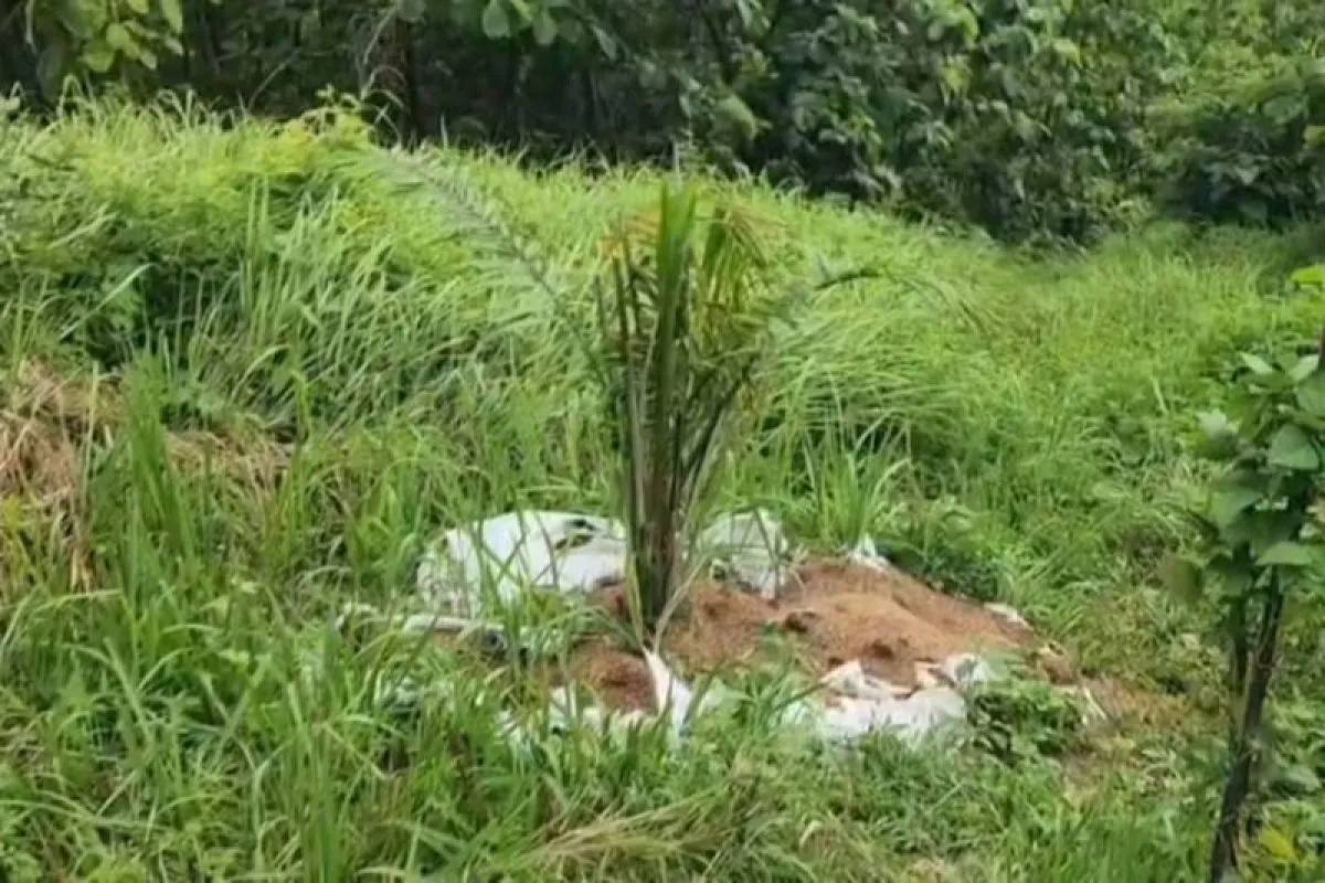 Heboh Ada Kebun Sawit 6,5 Ha di Cirebon, Dinas Pertanian: Bukan Komoditas Unggulan