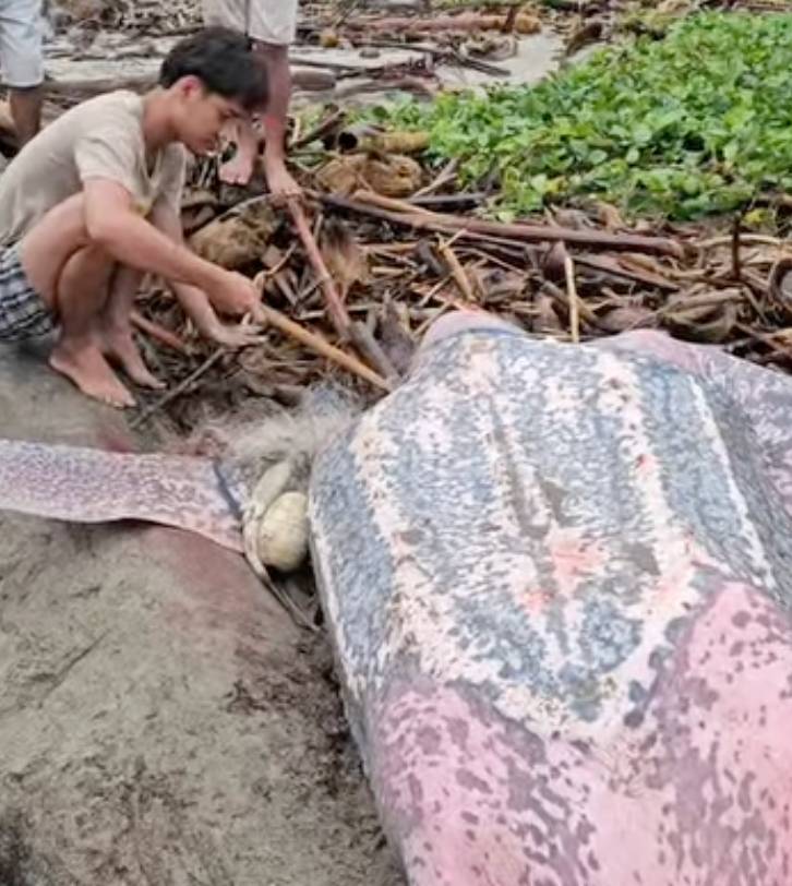 Viral! Pemuda Mentawai Selamatkan Penyu dari Buruan Warga, Ingatkan Dagingnya Beracun