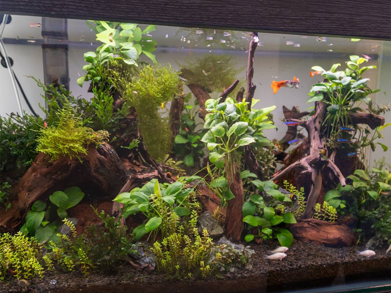 Akuarium Jadi Cara Baru Ciptakan Ruang Kerja Nyaman di Perkantoran Jakarta - GenPI.co