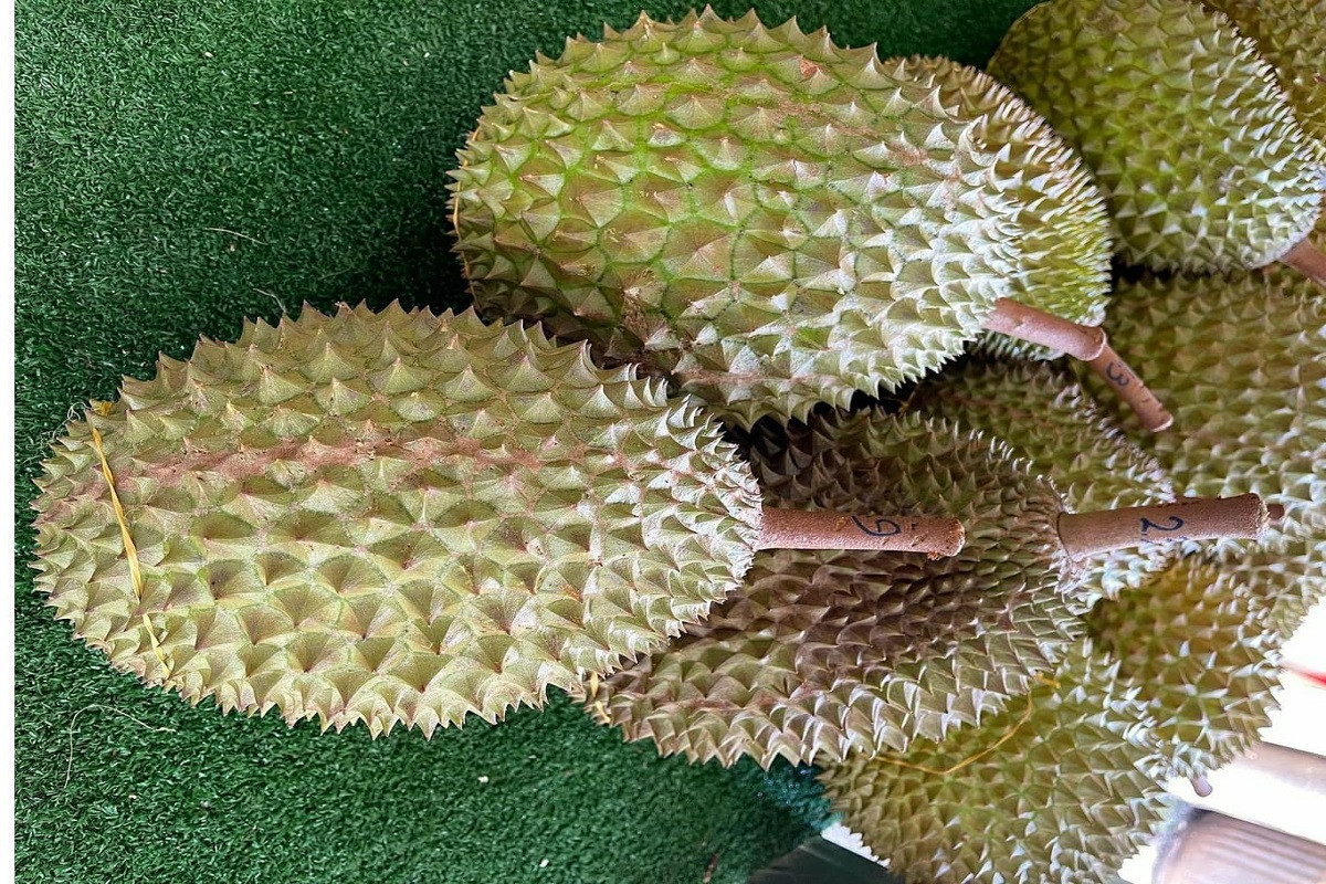 Durian Penyebab Kolestrol Naik Mitos Atau Fakta? Ternyata Mengejutkan ...