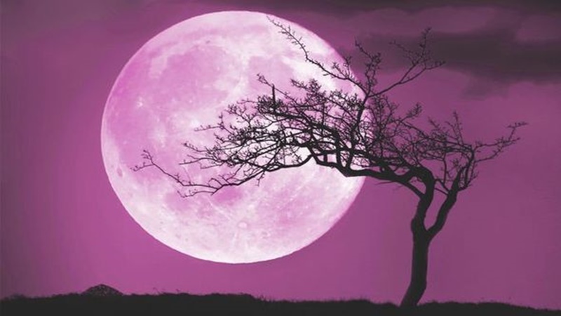 Fenomena bulan pink